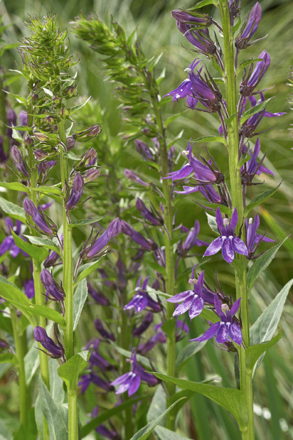 Lobelia syphilitica (Blue Cardinal Flower) seeds - RP Seeds