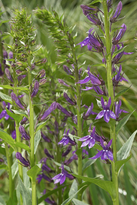 Lobelia syphilitica (Blue Cardinal Flower) seeds - RP Seeds