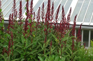 Lobelia tupa seeds - RP Seeds