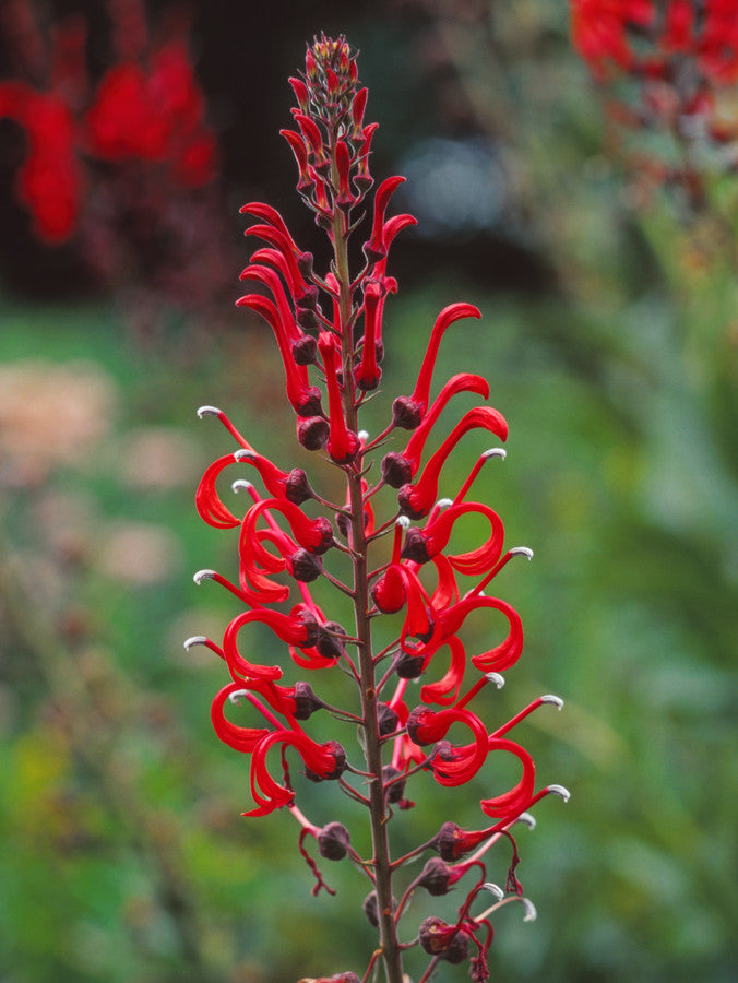 Lobelia tupa seeds - RP Seeds