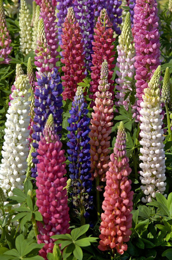 Lupinus Russell Band of Nobles Series (Lupin) seeds