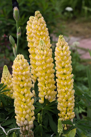 Lupinus Russell Band of Nobles Series (Lupin) seeds