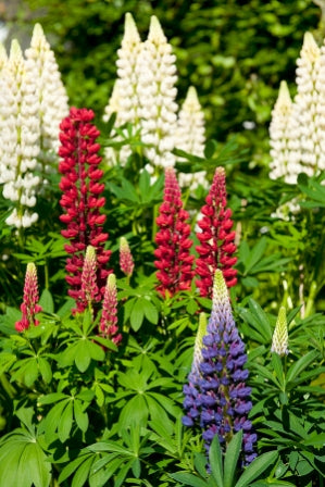 Lupinus Gallery Mixed (Dwarf Lupin) seeds