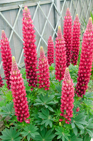 Lupinus Russell Band of Nobles Series (Lupin) seeds