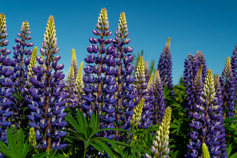 Lupinus Russell Band of Nobles Series (Lupin) seeds