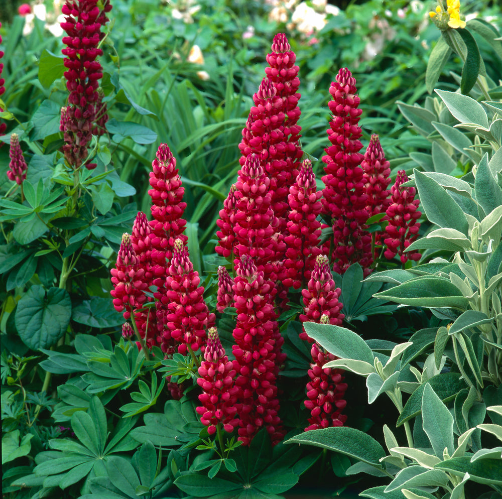 Lupinus Russell Band of Nobles Series (Lupin) seeds