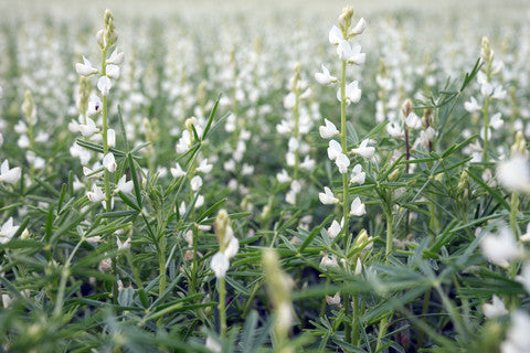 Lupinus arboreus White (Tree Lupin) seeds - RP Seeds