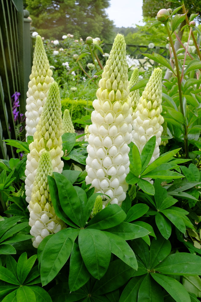 Lupinus Russell Band of Nobles Series (Lupin) seeds