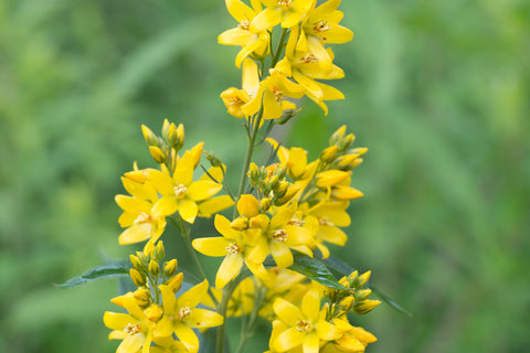 Lysimachia vulgaris (Yellow Loosestrife) seeds - RP Seeds