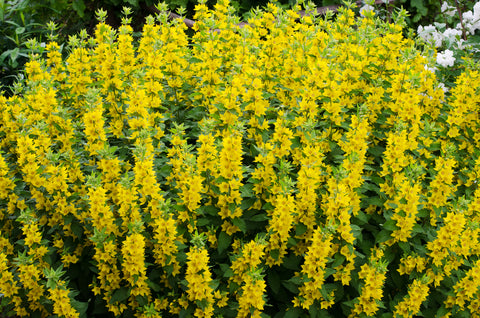 Lysimachia vulgaris (Yellow Loosestrife) seeds seeds - RP Seeds