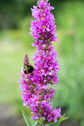 Lythrum salicaria (Purple Loosestrife) seeds - RP Seeds