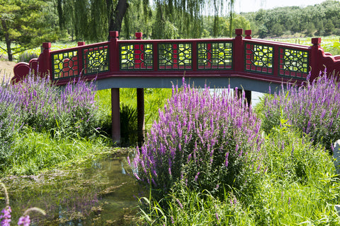 Lythrum salicaria (Purple Loosestrife) seeds - RP Seeds