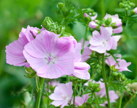 Malva moschata (Musk Mallow) seeds - RP Seeds