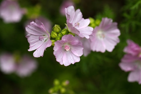 Malva moschata (Musk Mallow) seeds - RP Seeds