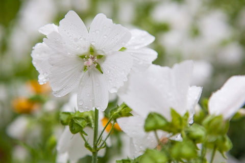 Malva moschata alba (Musk Mallow) seeds - RP Seeds