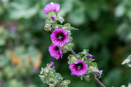 Malva arborea (Tree Mallow) seeds