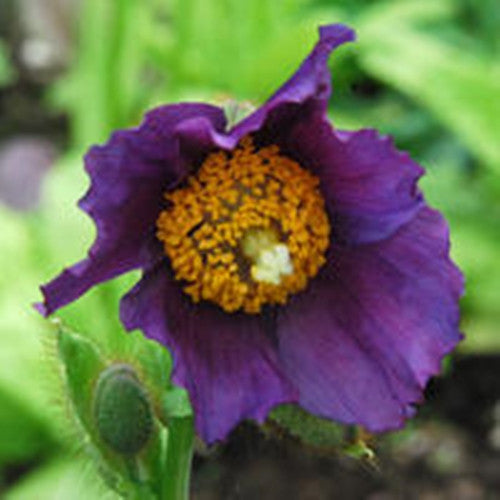 Meconopsis baileyi Hensol Violet (Himalayan Poppy) seeds - RP Seeds