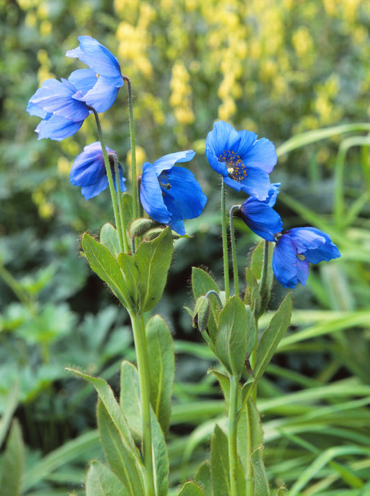 Meconopsis betonicifolia (Blue Himalayan Poppy) seeds - RP Seeds
