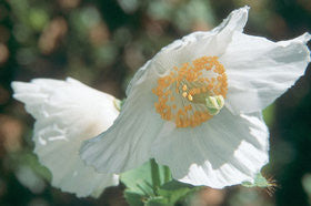 Meconopsis betonicifolia alba (Himalayan Poppy) seeds - RP Seeds