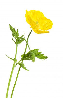 Meconopsis cambrica (Welsh Poppy) seeds - RP Seeds