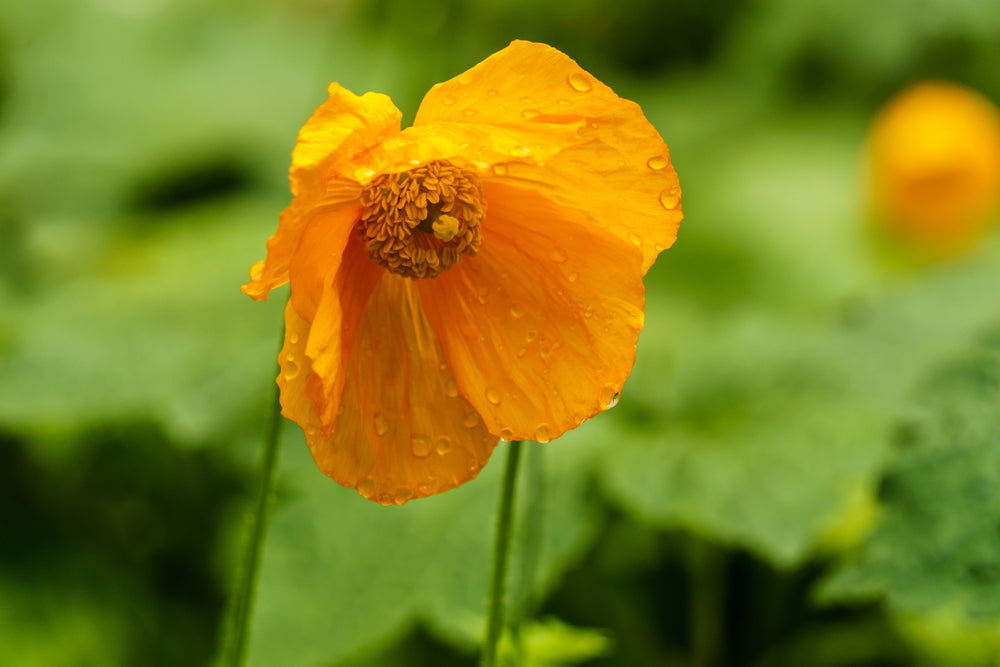 Meconopsis cambrica aurantiaca (Welsh Poppy) seeds - RP Seeds