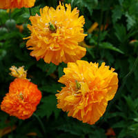 Meconopsis cambrica fl pl aurantiaca (Welsh Poppy) seeds - RP Seeds