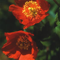 Meconopsis cambrica Frances Perry (Welsh Poppy) seeds - RP Seeds