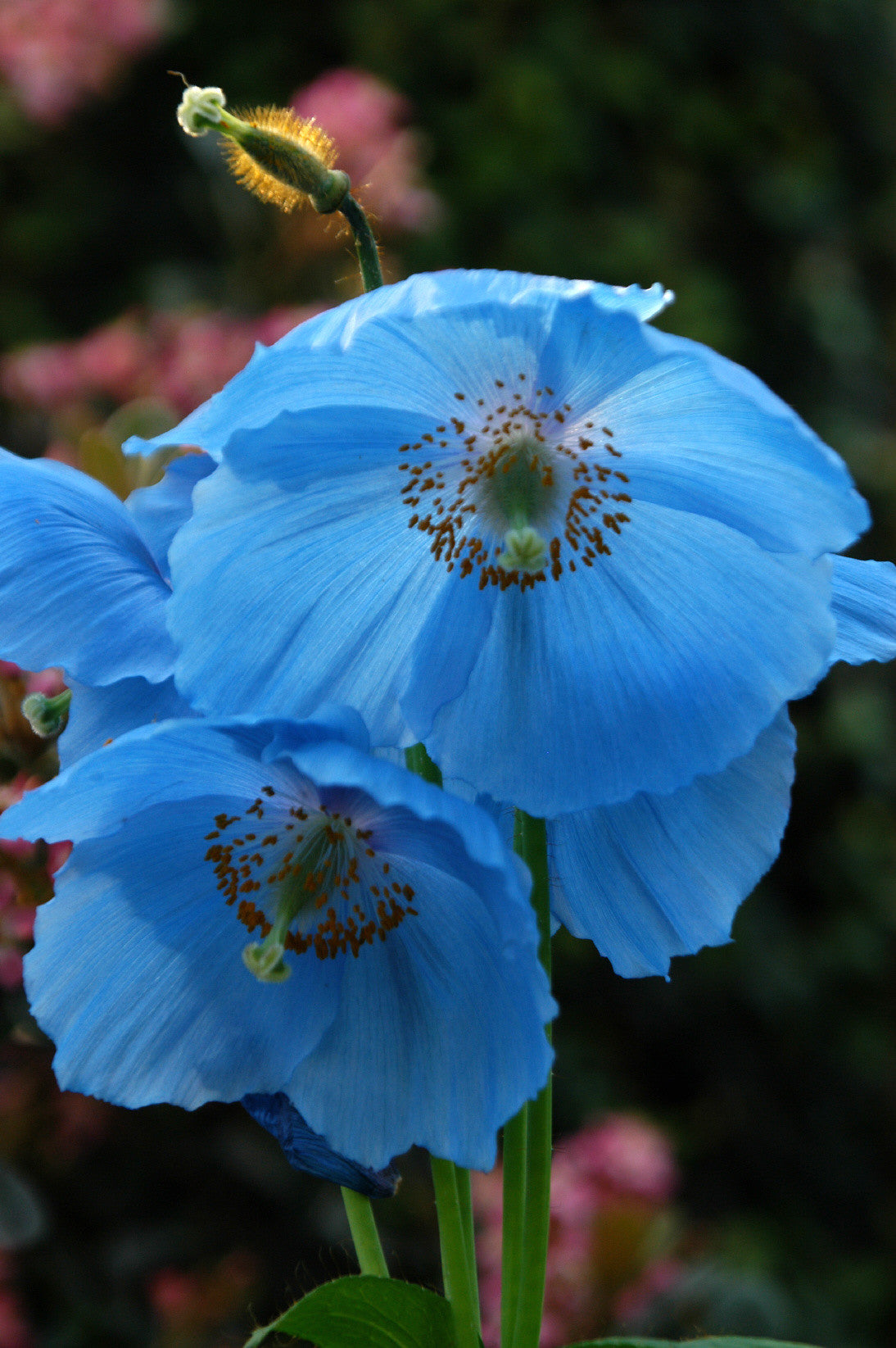 Meconopsis Lingholm (Himalayan Poppy) seeds - RP Seeds