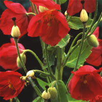 Meconopsis napaulensis (Satin Poppy) seeds - RP Seeds