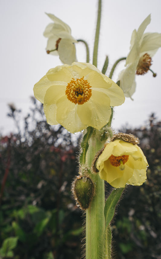 Meconopsis paniculata (Golden Himalayan Poppy) seeds