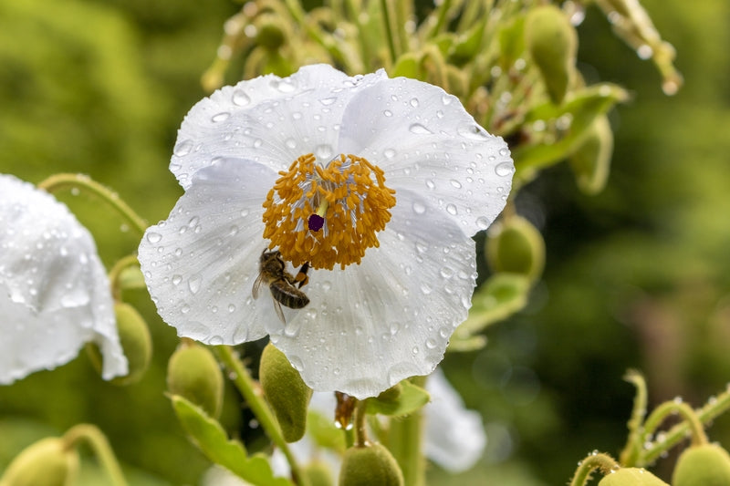 Meconopsis superba (Poppy) seeds