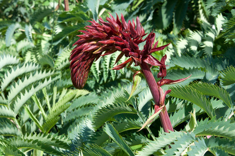 Melianthus major (Honey Bush) seeds - RP Seeds