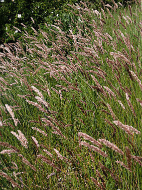Melica transsilvanica Red Spire seeds - RP Seeds