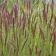 Melica transsilvanica Red Spire seeds - RP Seeds