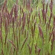 Melica transsilvanica Red Spire seeds - RP Seeds