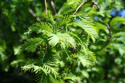 Metasequoia glyptostroboides (Dawn Redwood) seeds - RP Seeds