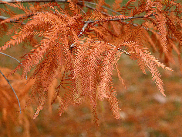 Metasequoia glyptostroboides (Dawn Redwood) seeds - RP Seeds