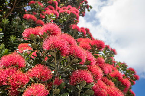 Metrosideros excelsa  (New Zealand Christmas Tree/Pohutukawa) seeds