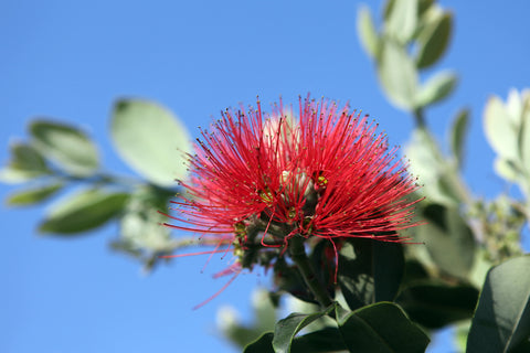 Metrosideros excelsa  (New Zealand Christmas Tree/Pohutukawa) seeds