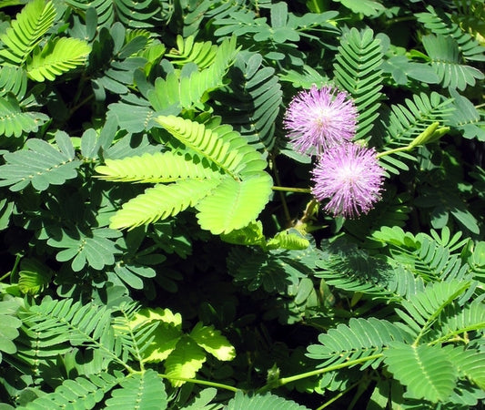 Mimosa pudica (Sensitive Plant) seeds - RP Seeds