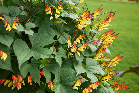 Mina lobata [syn. Ipomoea] (Spanish Flag) seeds - RP Seeds