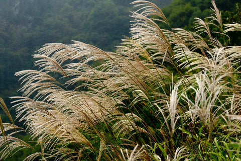 Miscanthus sinensis Hybrids (Chinese Silver Grass) seeds - RP Seeds