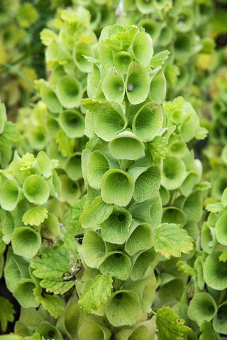 Moluccella laevis (Bells of Ireland) seeds - RP Seeds