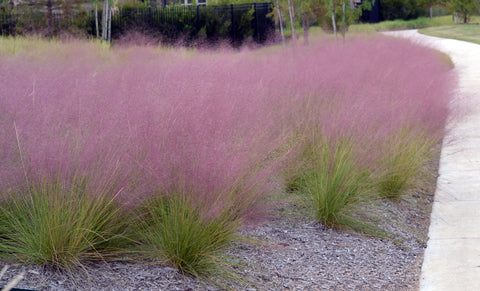 Muhlenbergia capilaris (Muhly Grass) seeds - RP Seeds