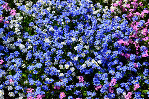 Myosotis Victoria Mixed (Forget-Me-Not) seeds - RP Seeds