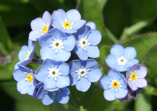 Myosotis Blue Ball (Forget-Me-Not) seeds - RP Seeds