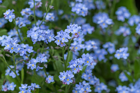 Myosotis arvensis (Field Forget-Me-Not) seeds