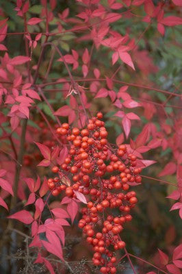 Nandina domestica (Heavenly / Sacred Bamboo) seeds - RP Seeds