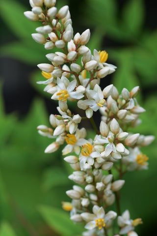 Nandina domestica (Heavenly / Sacred Bamboo) seeds - RP Seeds