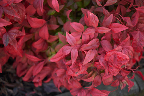 Nandina domestica (Heavenly / Sacred Bamboo) seeds - RP Seeds